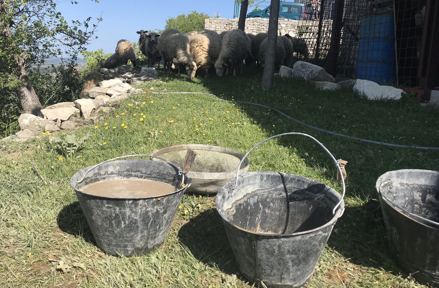 sheep